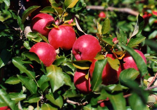 U-pick apples
