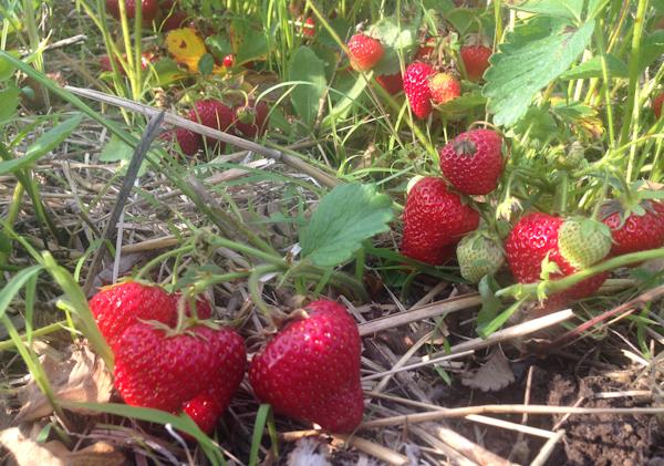 U-pick strawberries