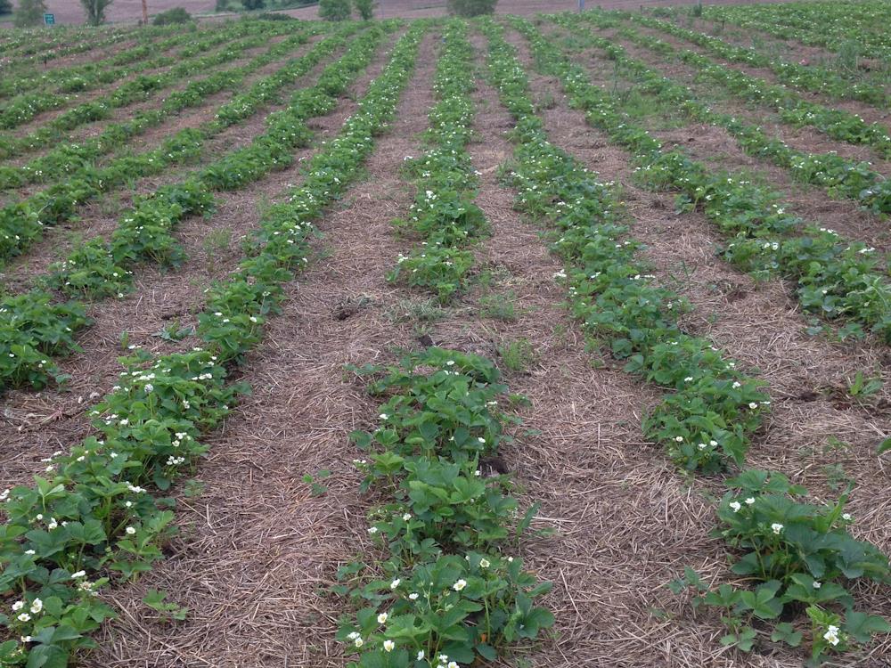 iowa orchard strawberry field