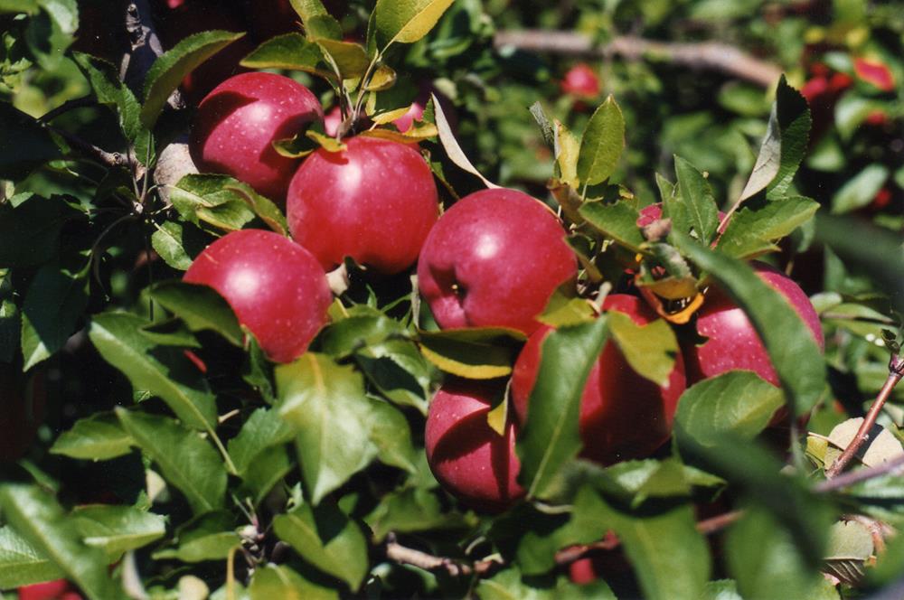 Apples at Iowa Orchard