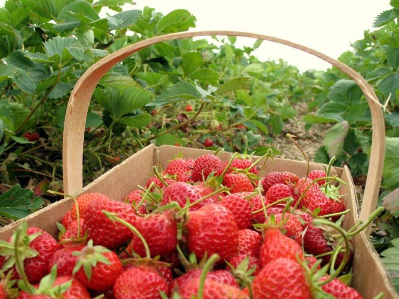 UPick Strawberries Farm Market Iowa Orchard