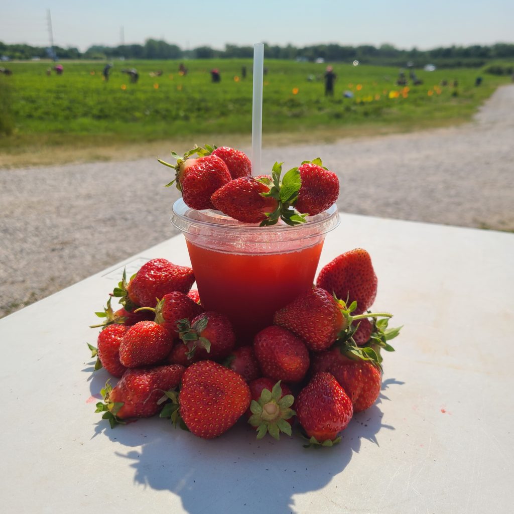 U-pick strawberries