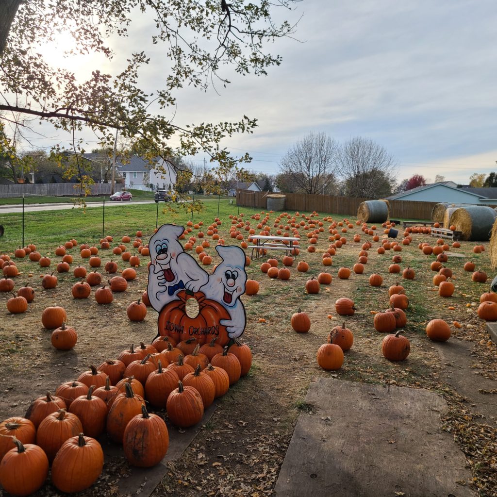 pumpkin patch